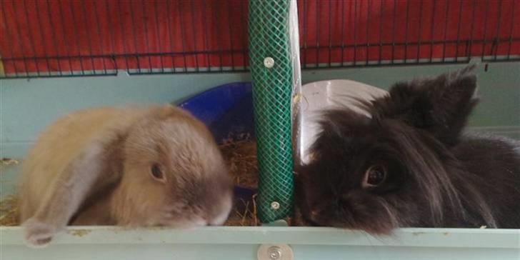 Kanin Mumle *død*  - Kan man være mere stolt af så smukke pelsklumper <3 billede 18