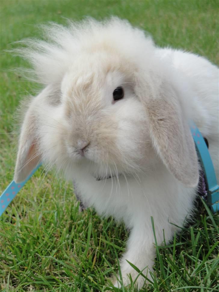 Kanin Smut billede 11