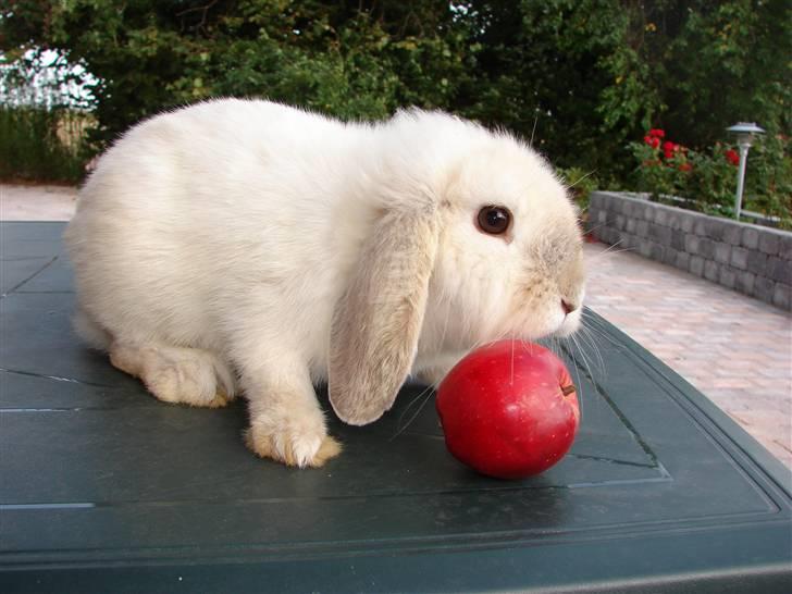 Kanin Smut billede 12