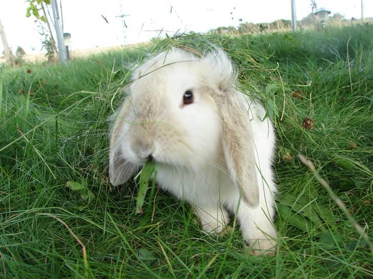 Kanin Smut billede 13