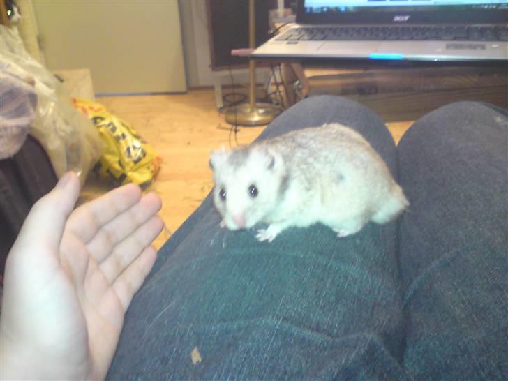 Hamster Rambo billede 1
