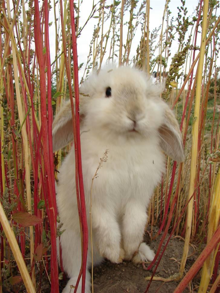 Kanin Smut billede 14