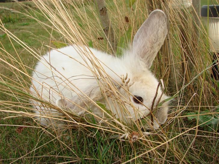 Kanin Smut billede 15