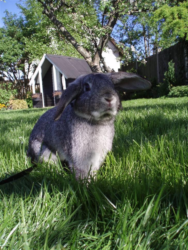 Kanin Nullergøj billede 1