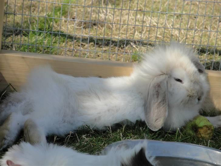 Kanin Smut billede 16