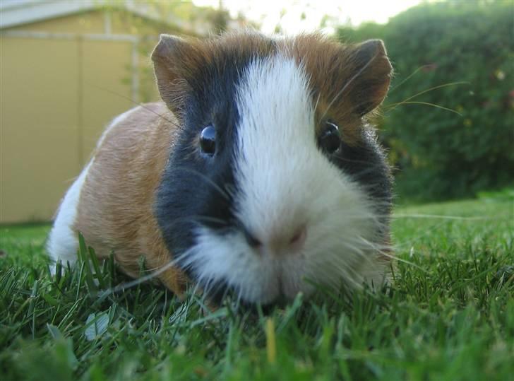 Marsvin Mico 2001-2007 - hejsa..... jeg er Mico billede 1