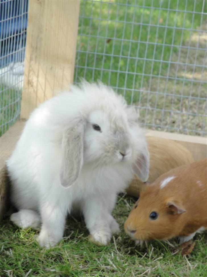 Kanin Smut billede 17