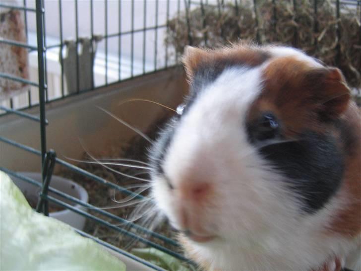 Marsvin Mico 2001-2007 - dette er mit soveværelse billede 2