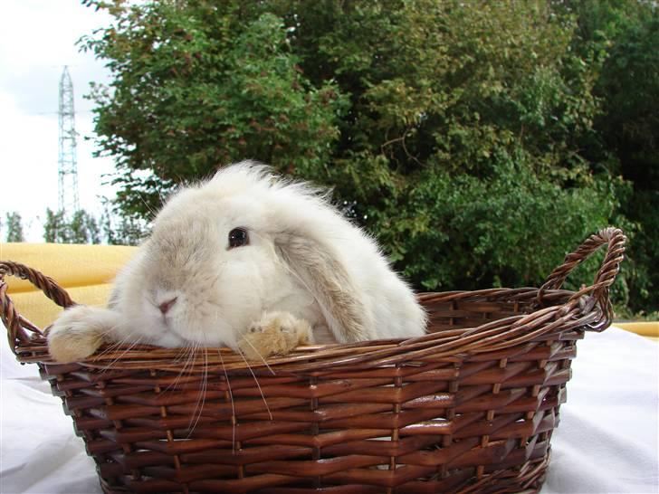 Kanin Smut billede 18