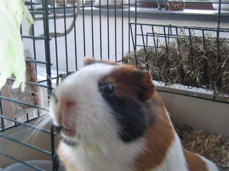 Marsvin Mico 2001-2007 - her er rart at være når jeg vil være i fred billede 3