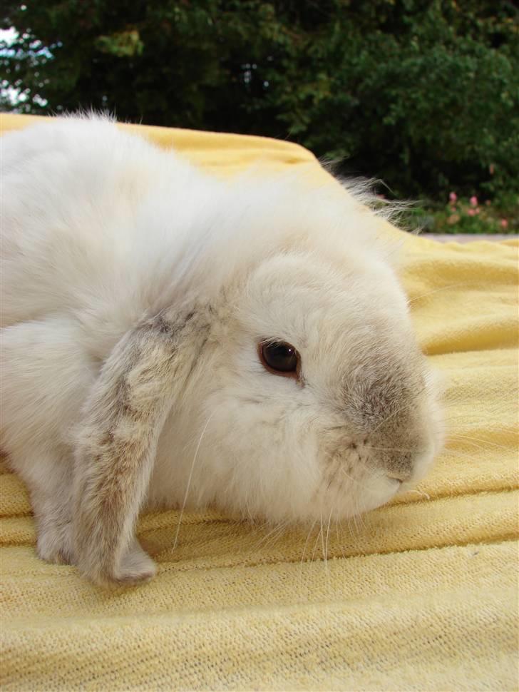 Kanin Smut billede 19