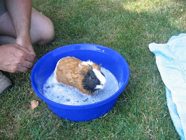 Marsvin Mico 2001-2007 - Åhh.... nej........ så skal jeg vaskes....... IGEN billede 4