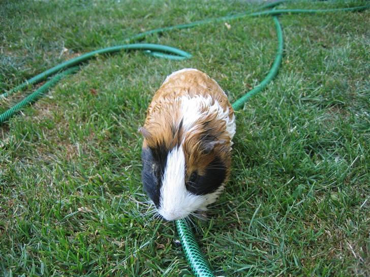 Marsvin Mico 2001-2007 - ..... hvis jeg følger denne kommer jeg nok i sikkerhed billede 5