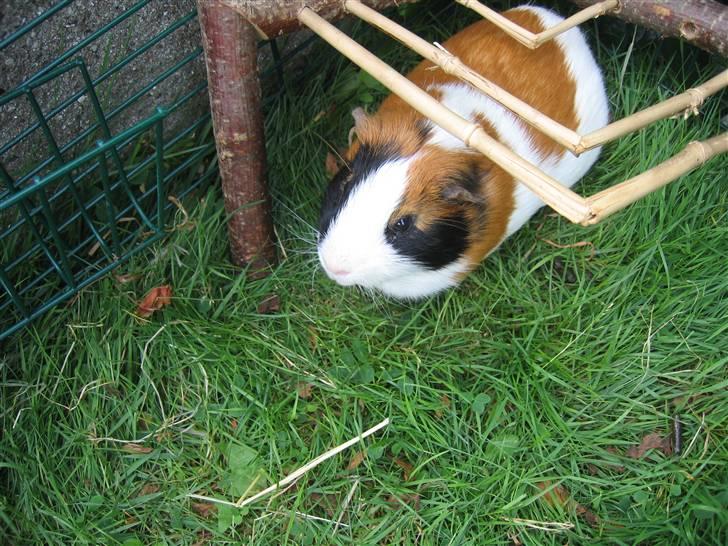 Marsvin Mico 2001-2007 - Åhhh          sommer                 dejligt billede 6