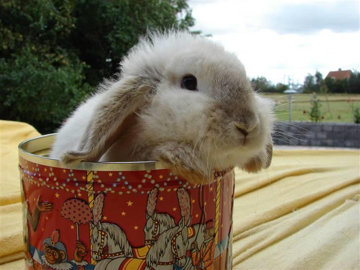 Kanin Smut billede 20