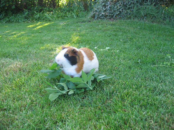 Marsvin Mico 2001-2007 - Jeg eeeeelsker skvalderkål billede 7