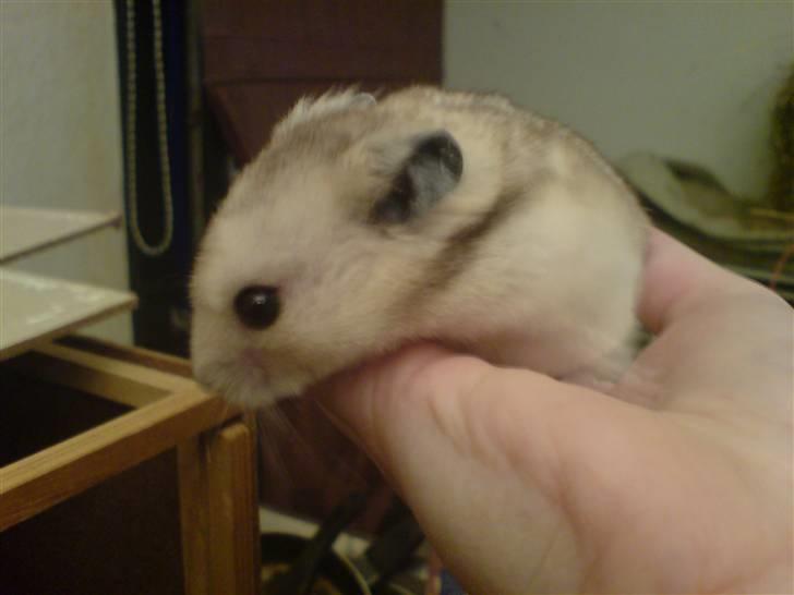 Hamster Rambo billede 3