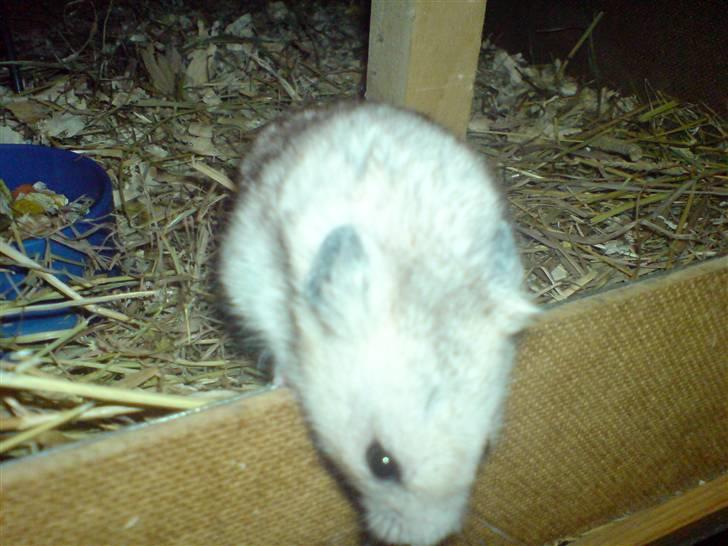 Hamster Rambo billede 4