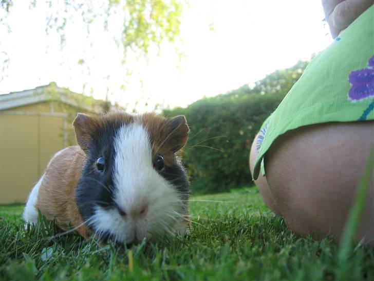 Marsvin Mico 2001-2007 - Nu igen? billede 8