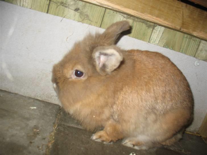 Kanin Nusse billede 1