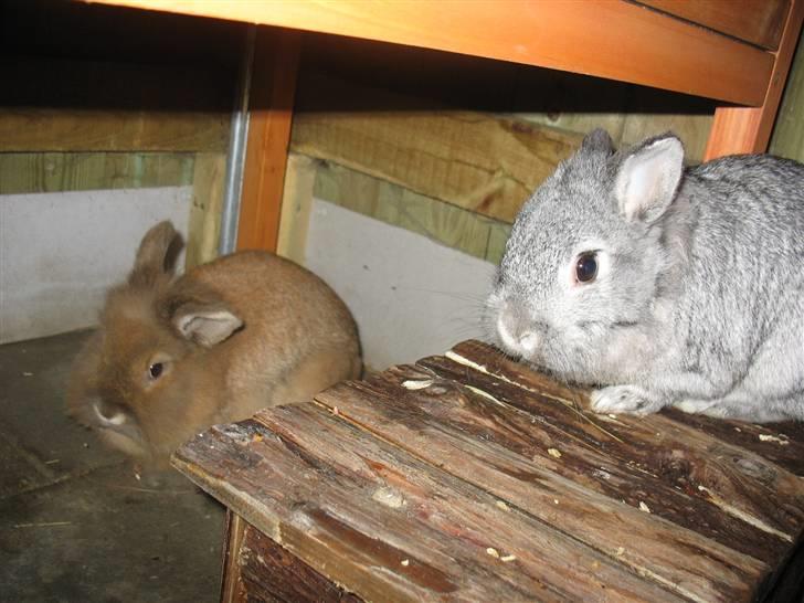 Kanin Nusse billede 2