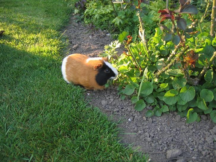 Marsvin Mico 2001-2007 - mmmmmmmm....... her dufter dejligt billede 9