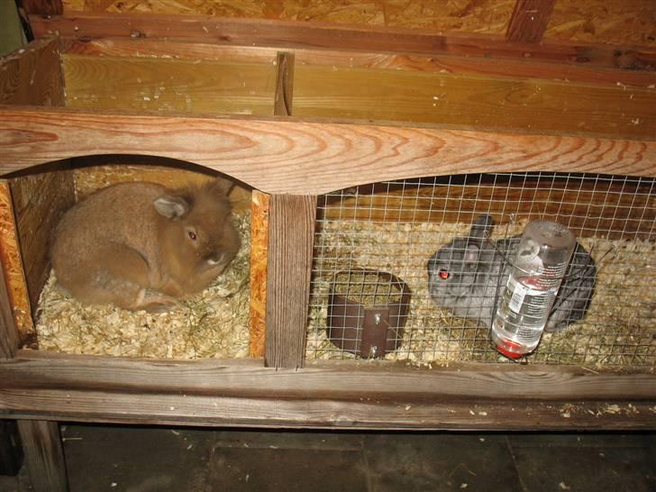 Kanin Nusse billede 6