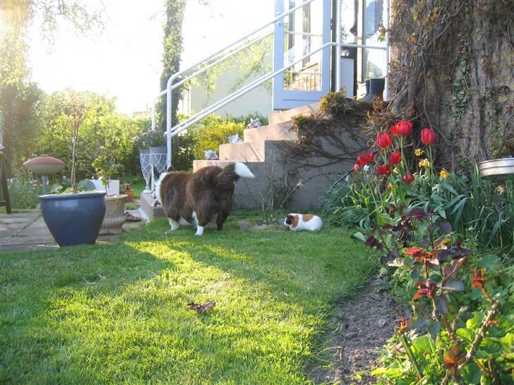 Marsvin Mico 2001-2007 - Hej Buster...... vent på mig! billede 10