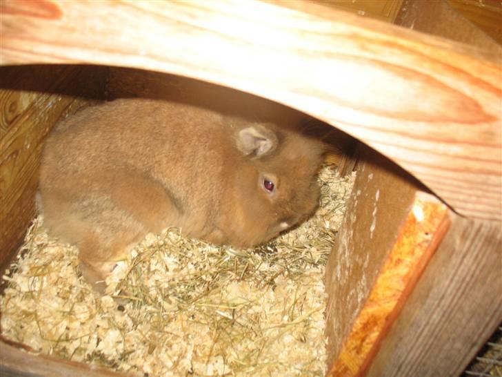 Kanin Nusse billede 7