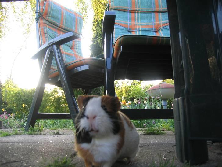 Marsvin Mico 2001-2007 - Mon det snart er spisetid? billede 11