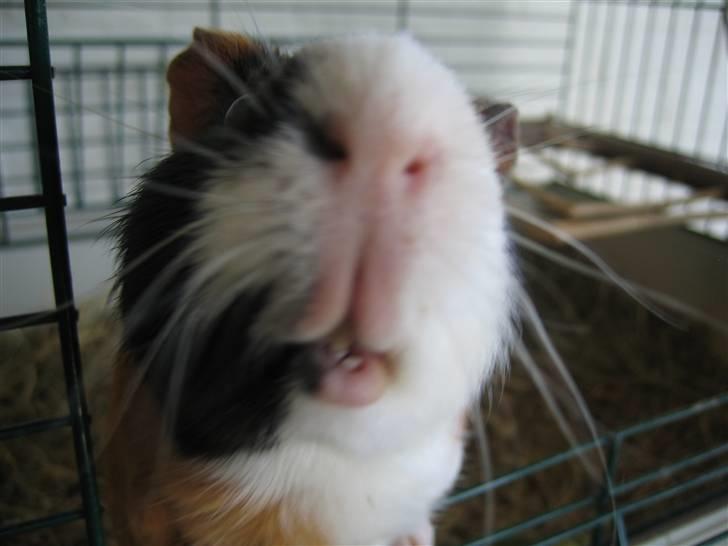 Marsvin Mico 2001-2007 - What´s up? billede 13