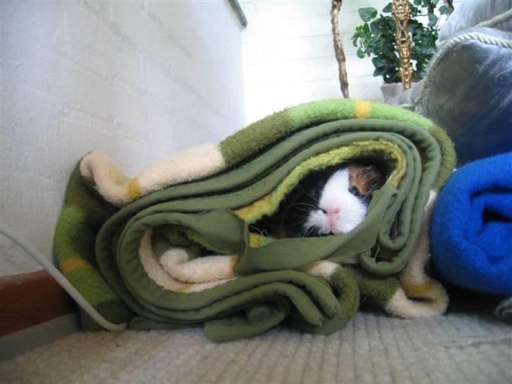 Marsvin Mico 2001-2007 - Vi har fået et nyt familiemedlem, så nu må jeg gemme mig billede 14