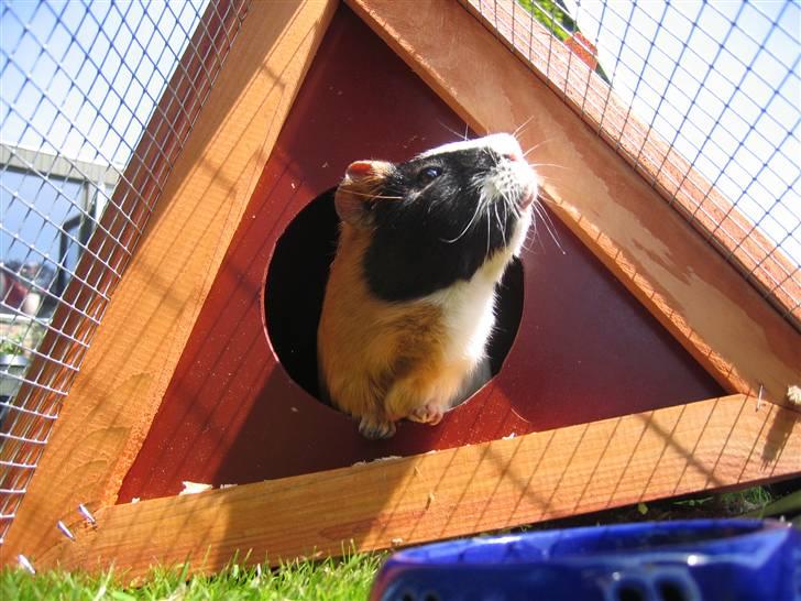 Marsvin Mico 2001-2007 - Snus snus........ uhmmmm........ sommer billede 15