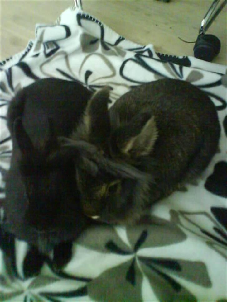 Kanin Charlie †R.I.P 8.9.'08† billede 1