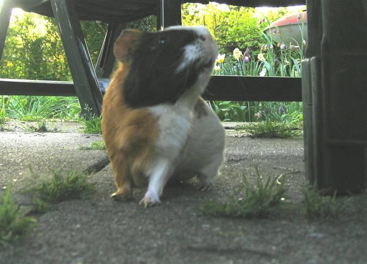 Marsvin Mico 2001-2007 - Uhhh.... jeg elsker haven billede 16