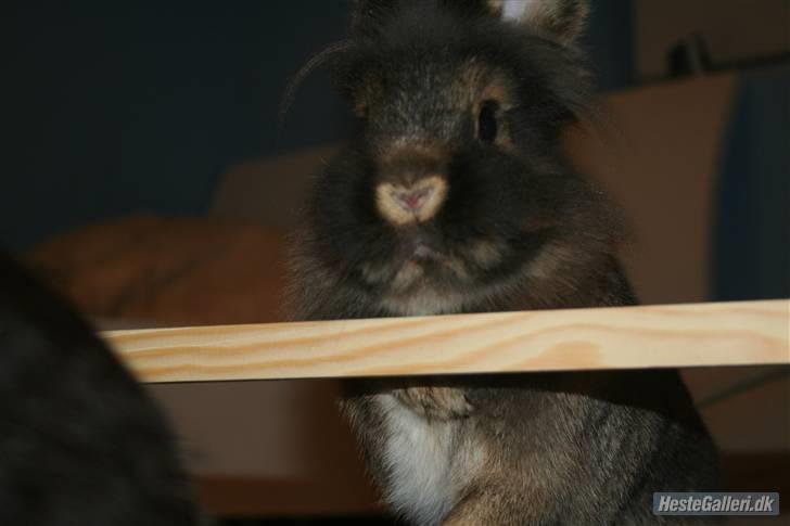 Kanin Charlie †R.I.P 8.9.'08† billede 3