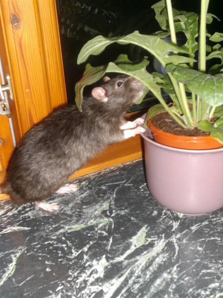 Tamrotte Max Rest In Peace billede 1