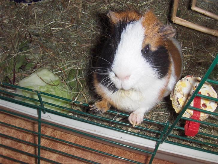 Marsvin Mico 2001-2007 - Hej hej billede 17