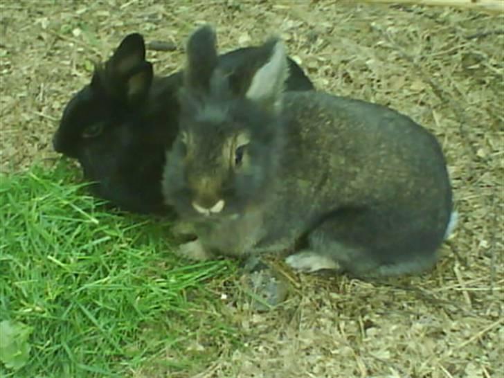 Kanin Charlie †R.I.P 8.9.'08† billede 4