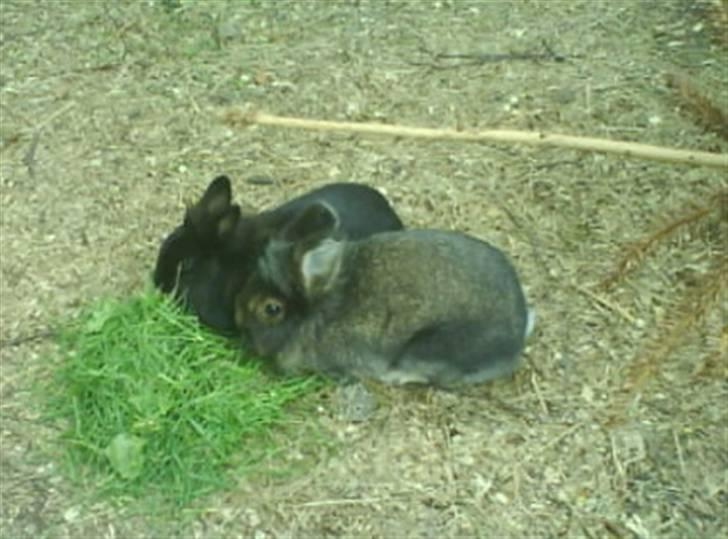 Kanin Charlie †R.I.P 8.9.'08† billede 5