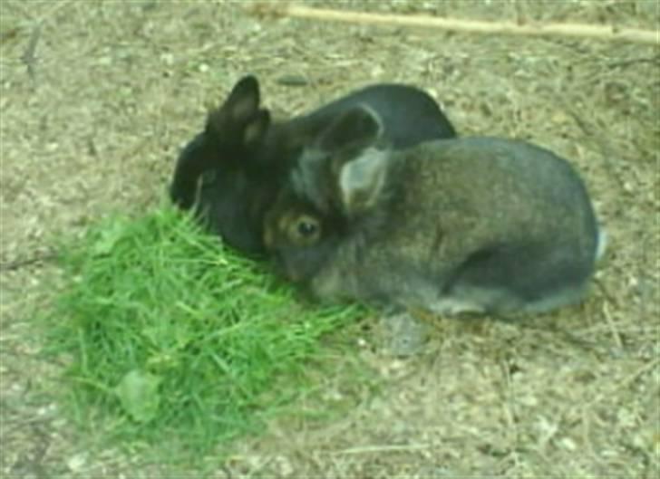 Kanin Charlie †R.I.P 8.9.'08† billede 6