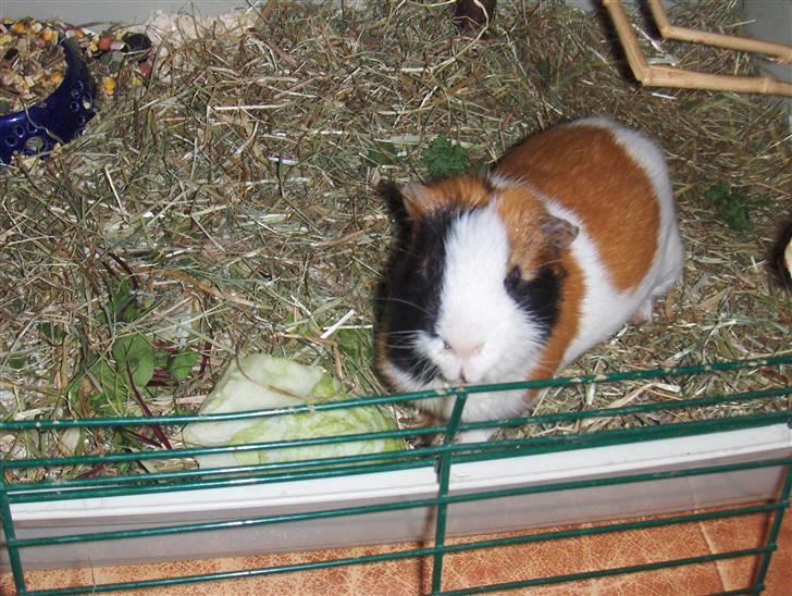 Marsvin Mico 2001-2007 - Sidste billede af Mico billede 18