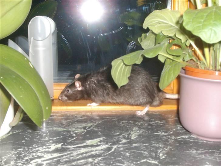 Tamrotte Max Rest In Peace billede 2