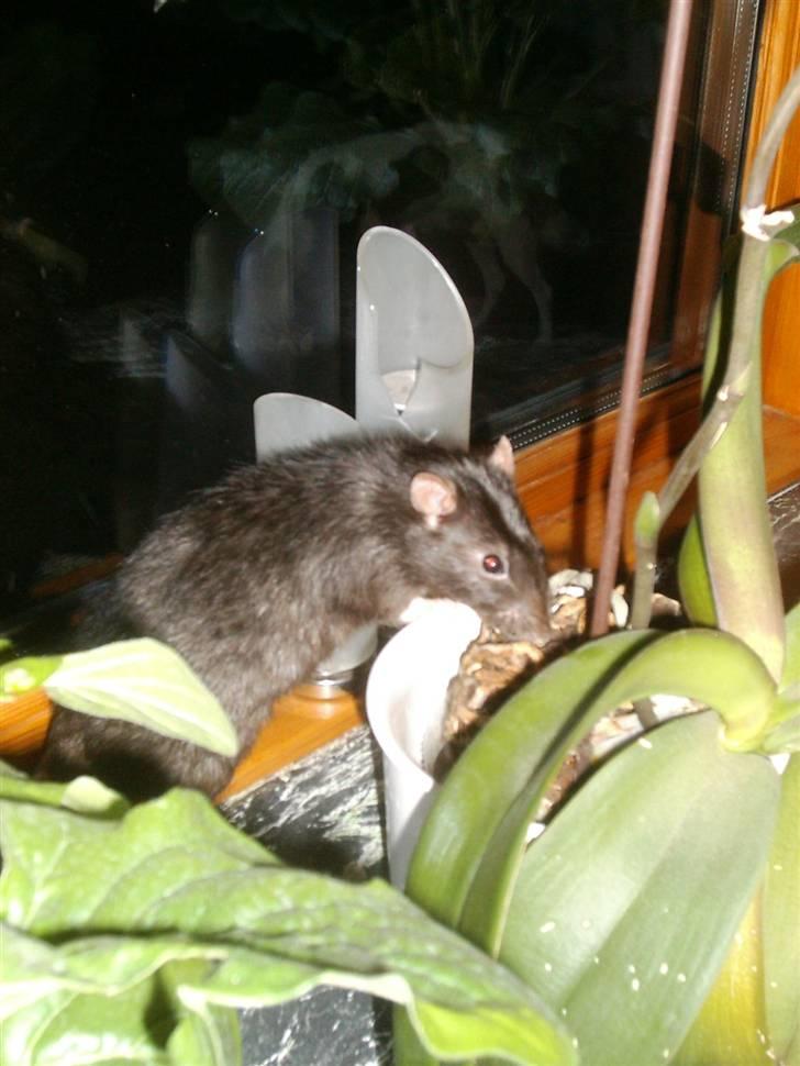 Tamrotte Max Rest In Peace billede 3