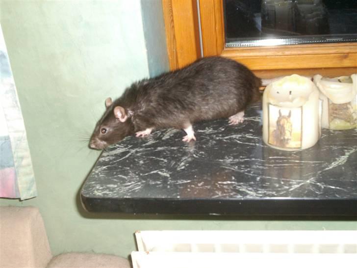 Tamrotte Max Rest In Peace billede 4