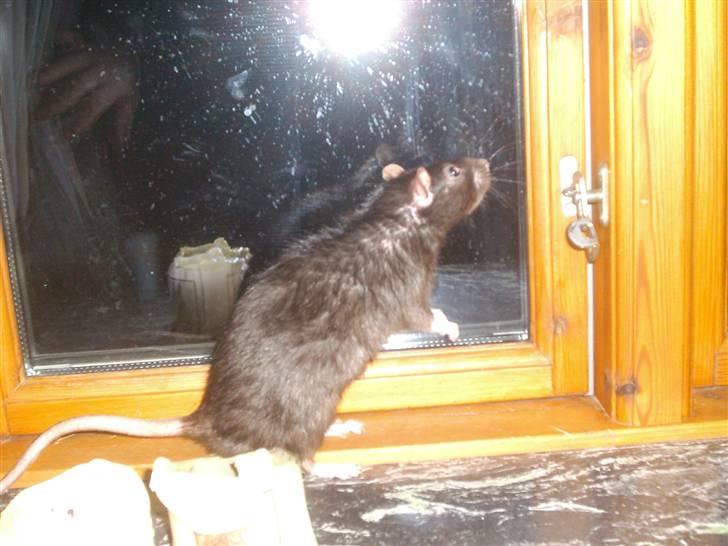 Tamrotte Max Rest In Peace billede 5