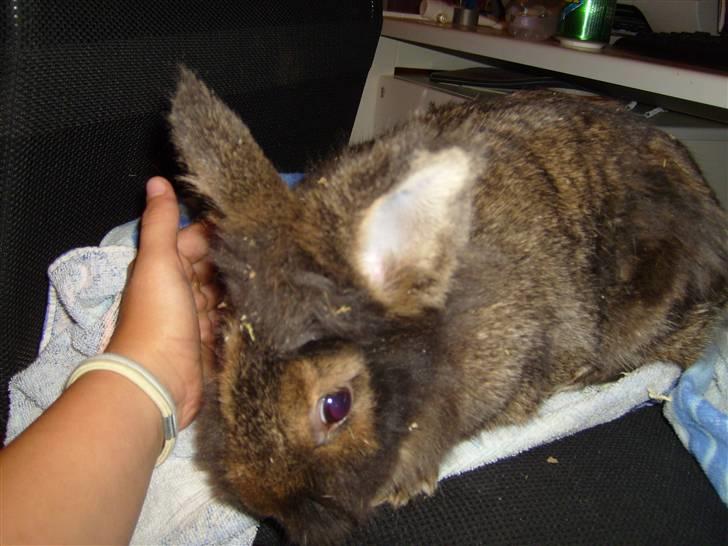 Kanin Charlie †R.I.P 8.9.'08† billede 7