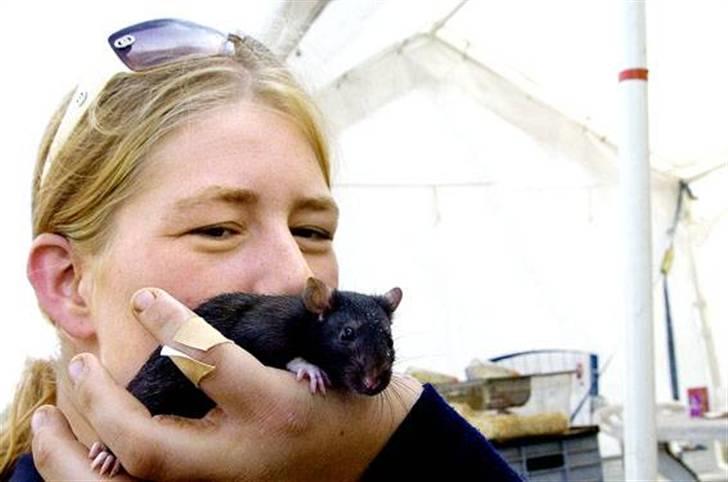 Tamrotte Max Rest In Peace - Juli 08: Anette E fra Korsør har tidligere haft rotter. Ikke på loftet, men i bur, og hun benyttede lejligheden til at købe en ny rotte på markedet. Den fik hun for 35 kroner, og hun mente, at den var meget sødere end både Hamstrer og kaniner.  billede 6