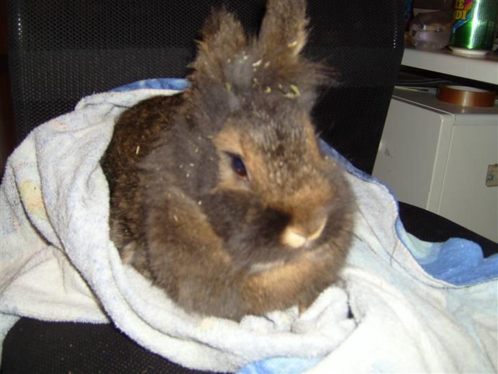 Kanin Charlie †R.I.P 8.9.'08† billede 9