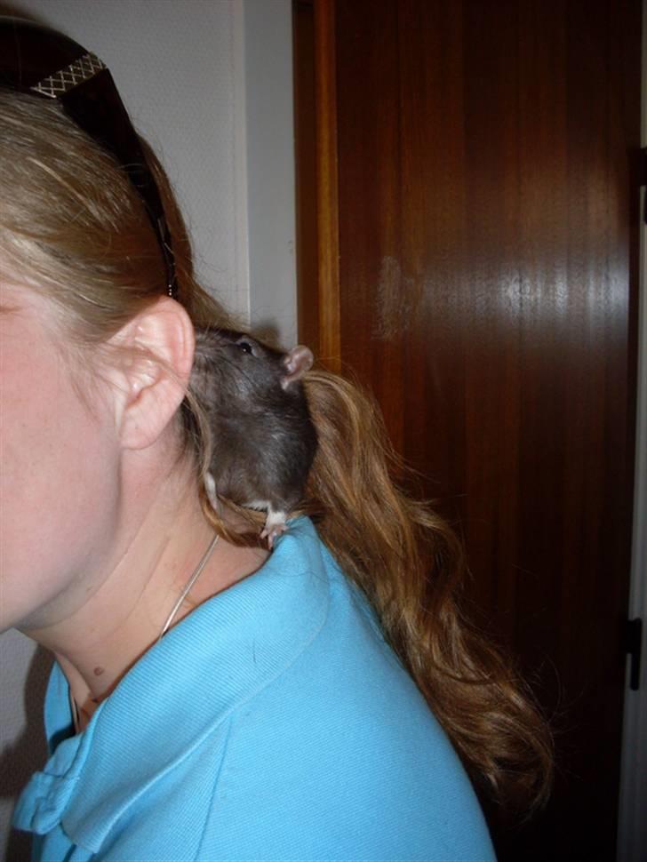 Tamrotte Max Rest In Peace - Det må da kaldes Utøj i håret hehe billede 8